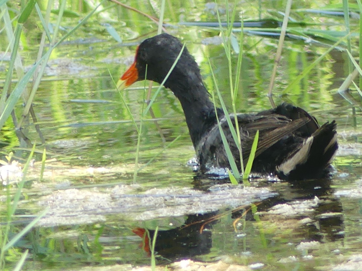 Common Gallinule - Betty Holcomb