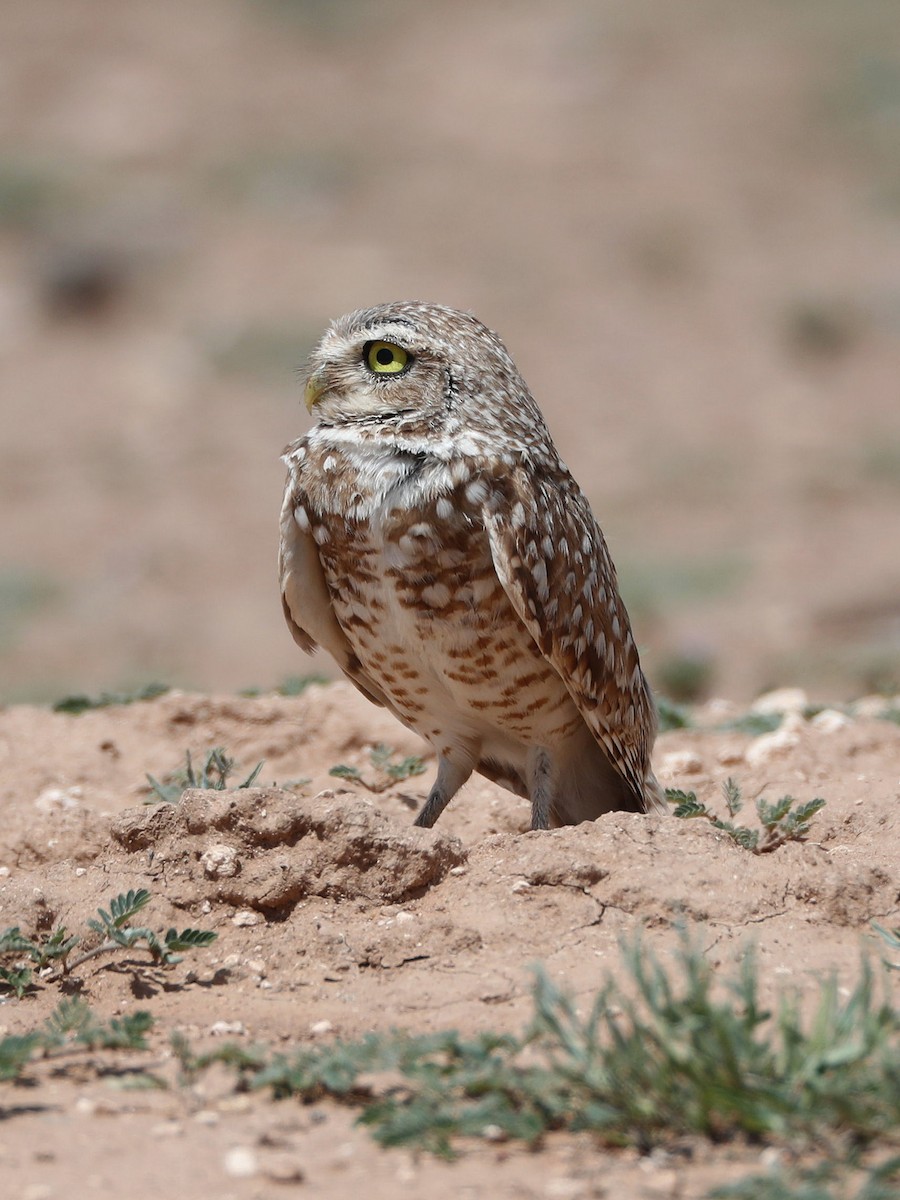 Burrowing Owl - ML591136421