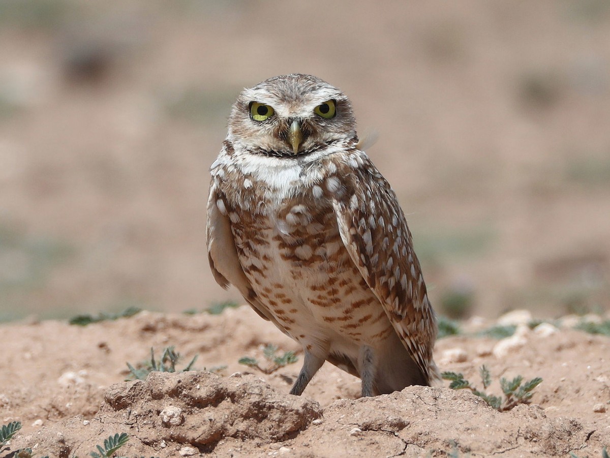 Burrowing Owl - ML591136431