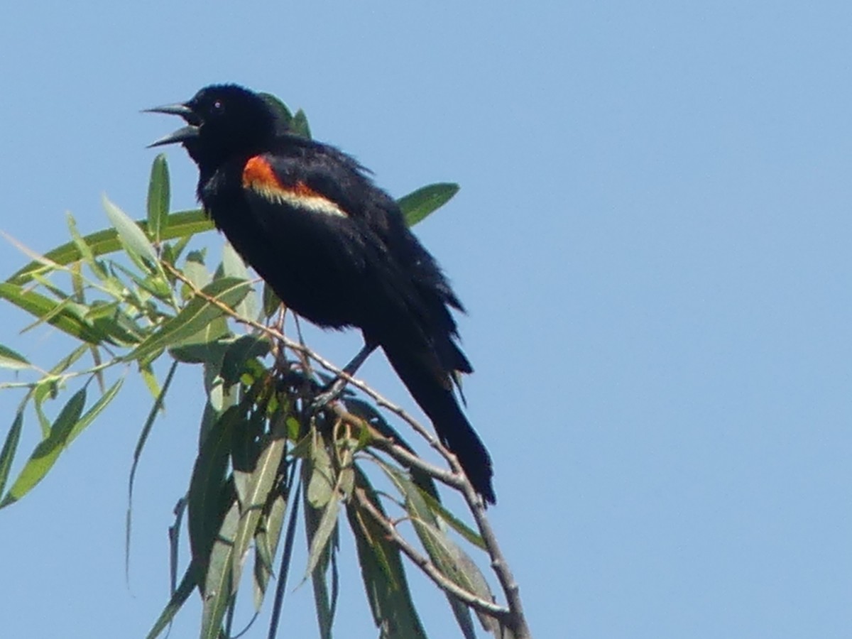 Red-winged Blackbird - Betty Holcomb