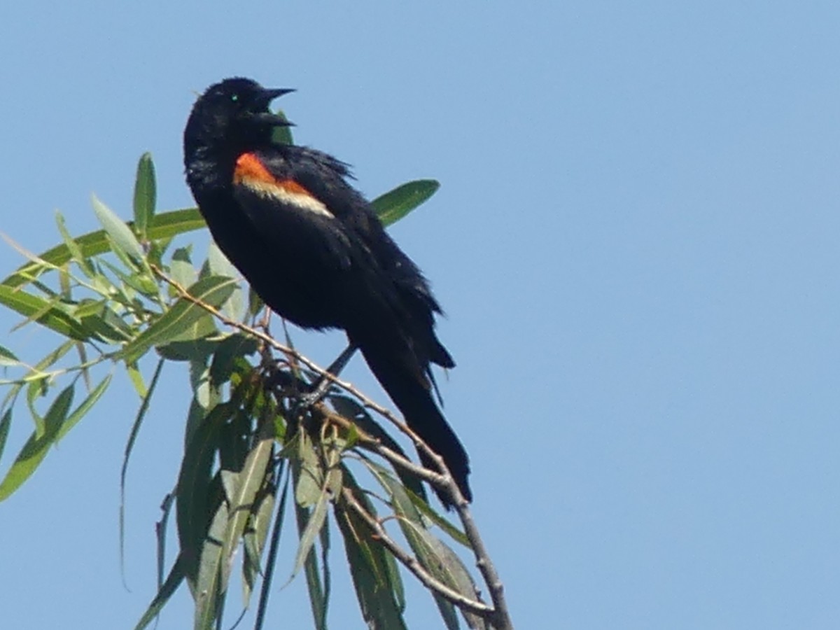 Red-winged Blackbird - Betty Holcomb