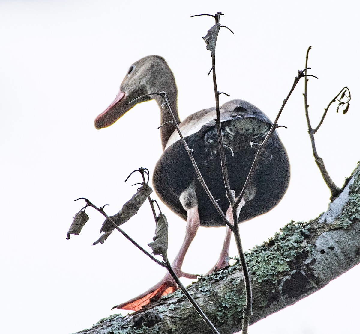 Black-bellied Whistling-Duck - ML591137941