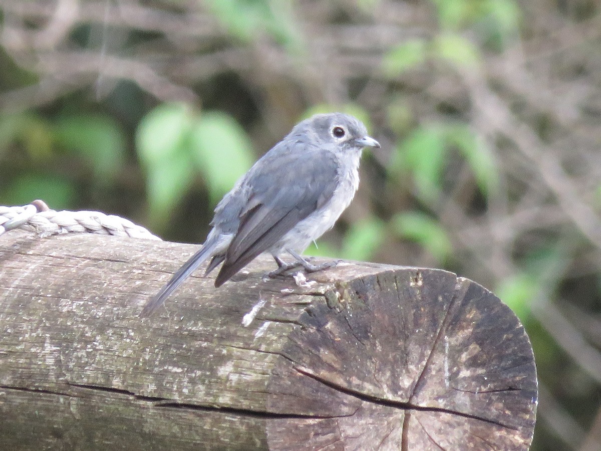 White-eyed Slaty-Flycatcher - ML591139181