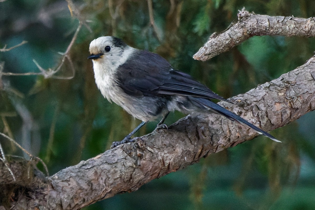 Canada Jay - ML591139711