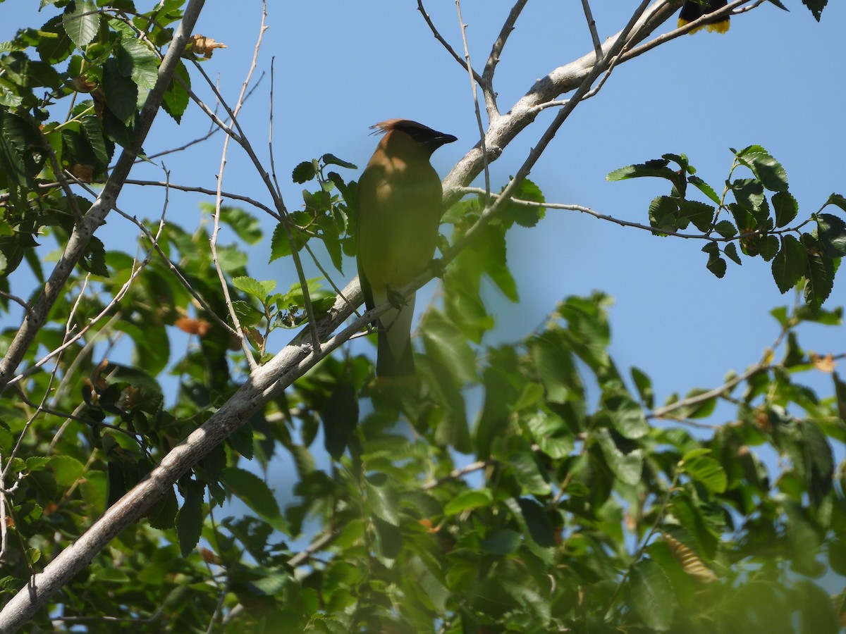 Cedar Waxwing - ML591139801