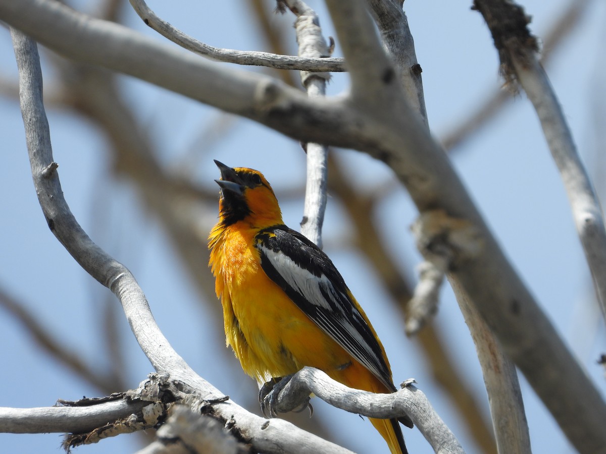 Bullock's Oriole - Tom Wuenschell