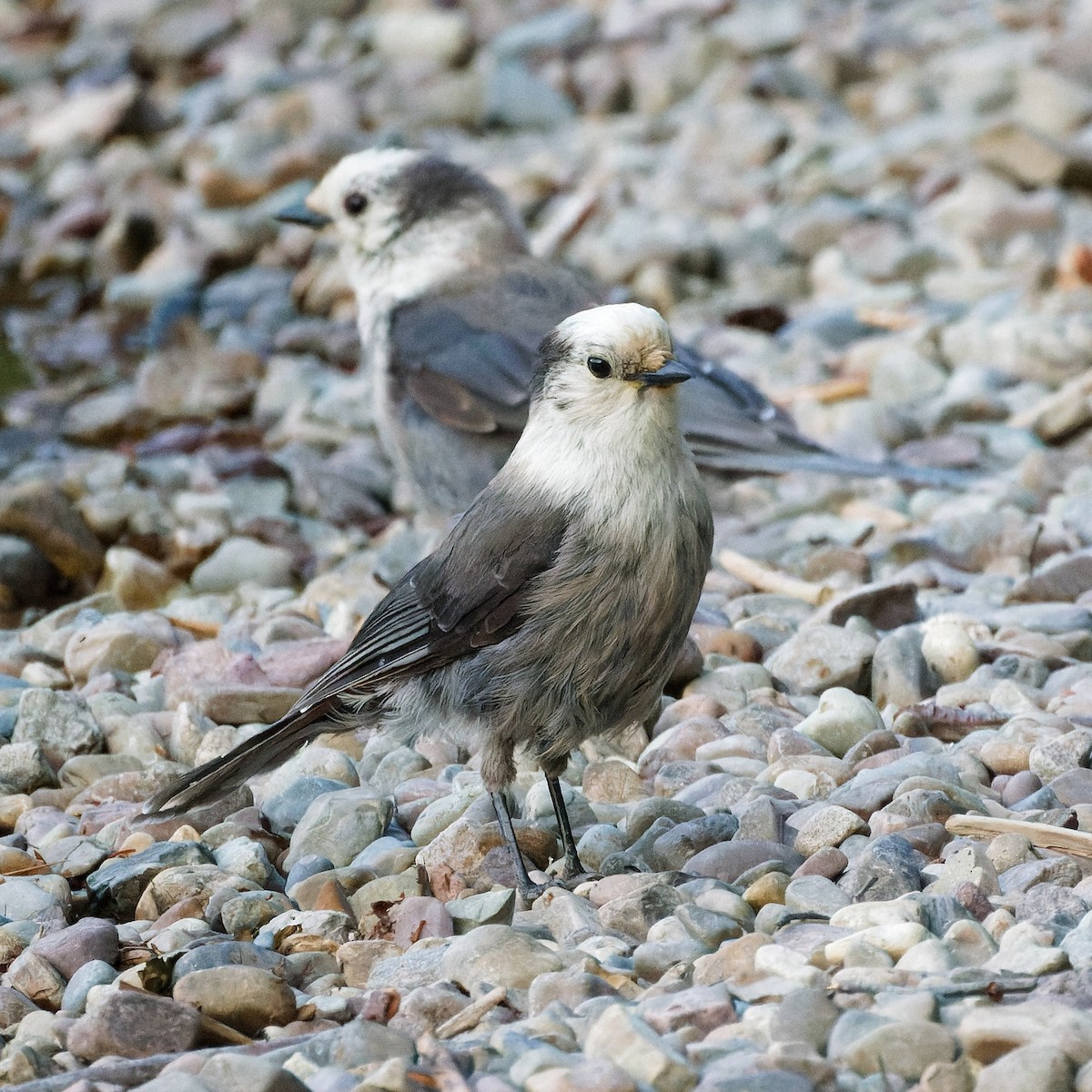 Canada Jay - ML591141501