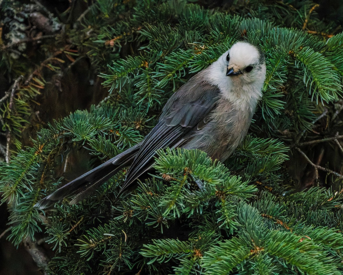 Canada Jay - ML591141681