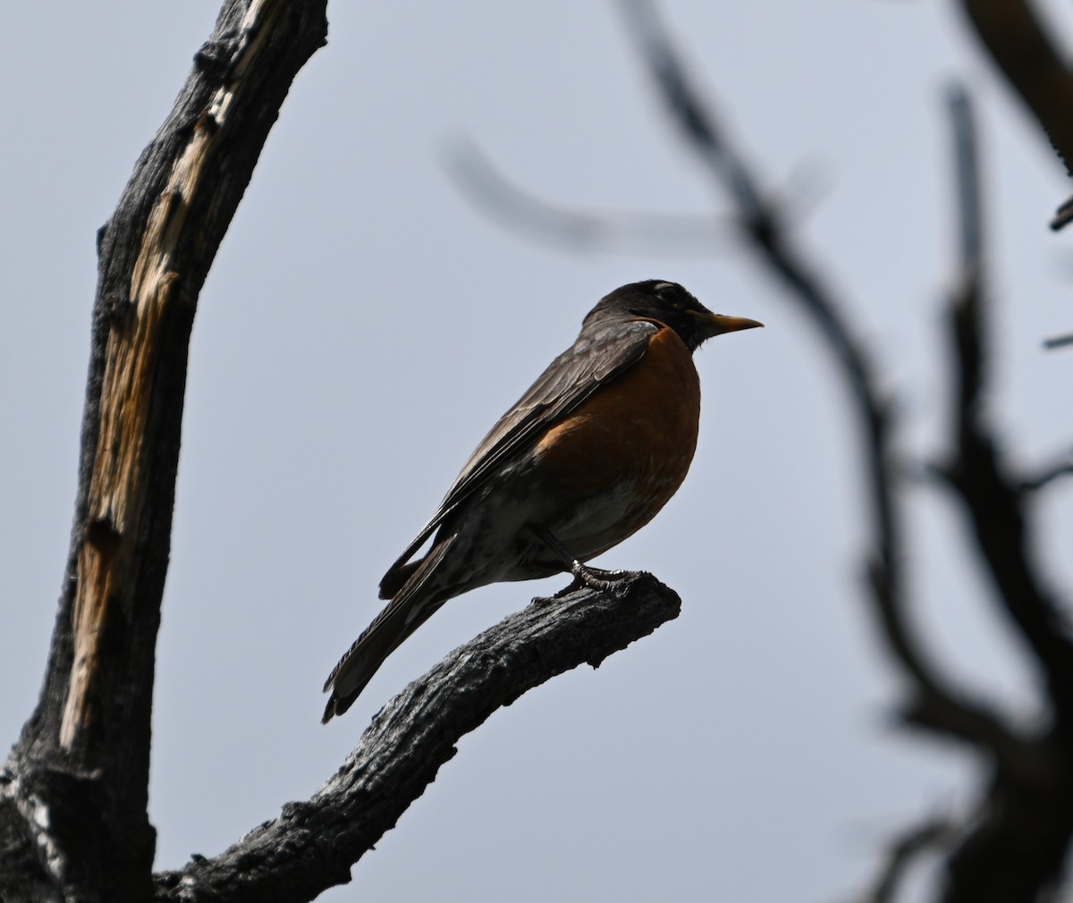 American Robin - ML591141871