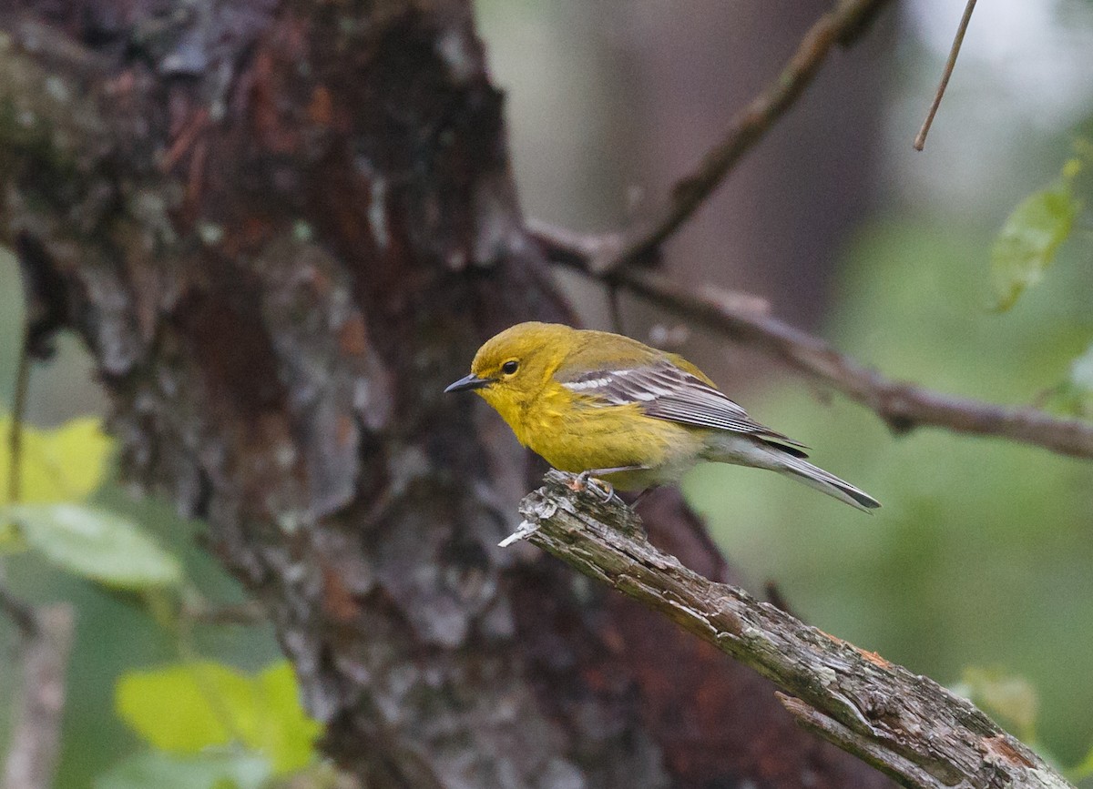 Pine Warbler - ML59114231