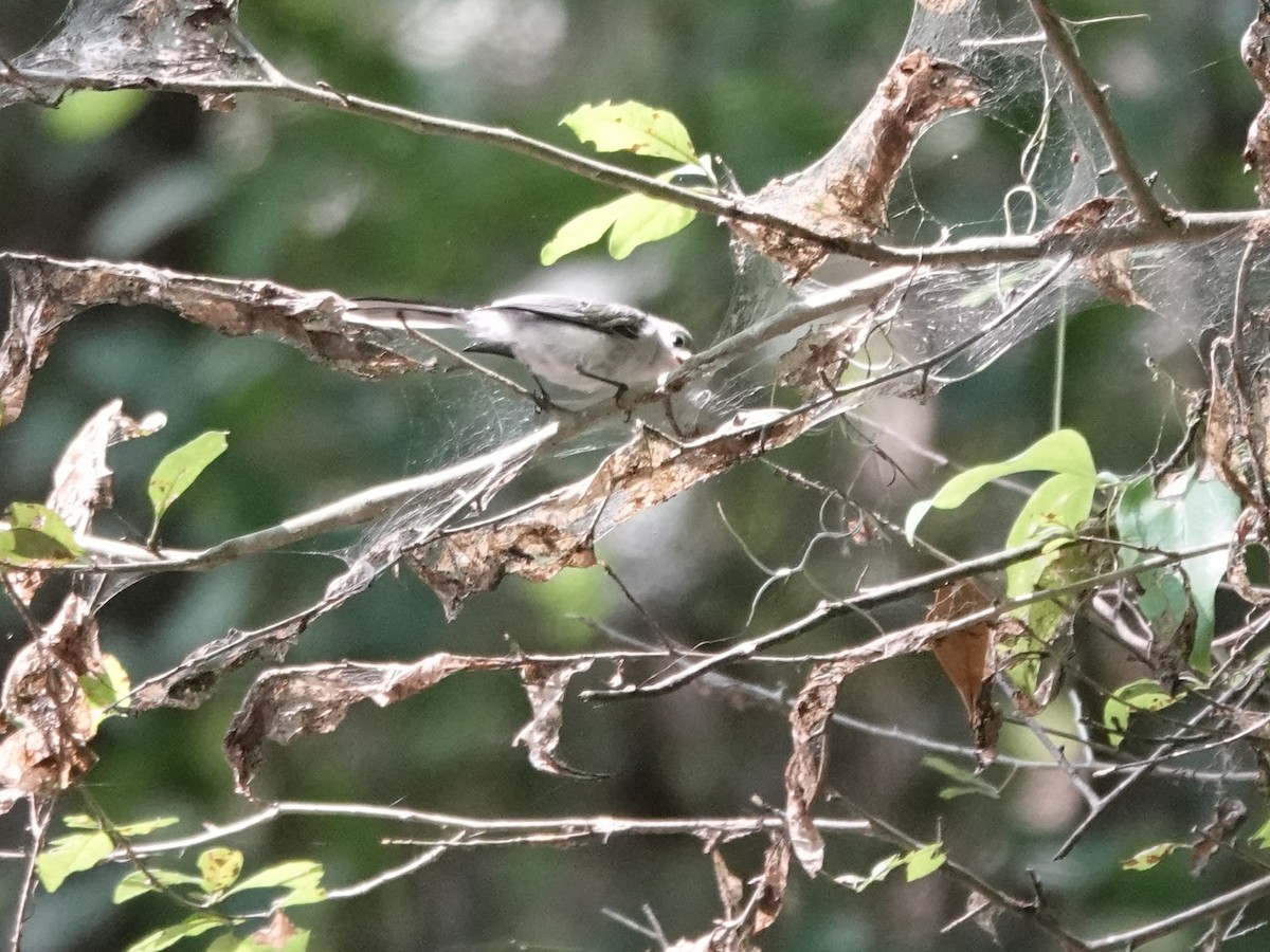 Gobemoucheron gris-bleu - ML591142871