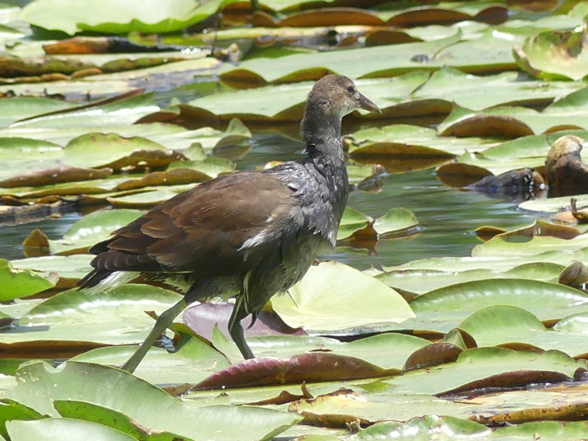 Common Gallinule - Betty Holcomb