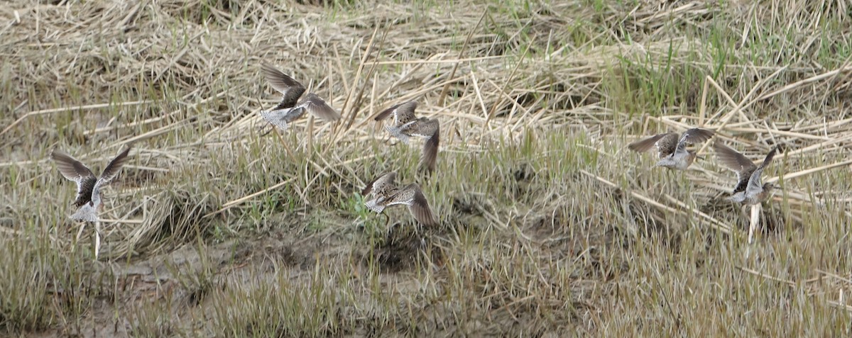 Short-billed Dowitcher - ML59114371