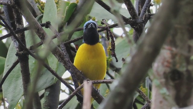 Golden-rumped Euphonia - ML591144431