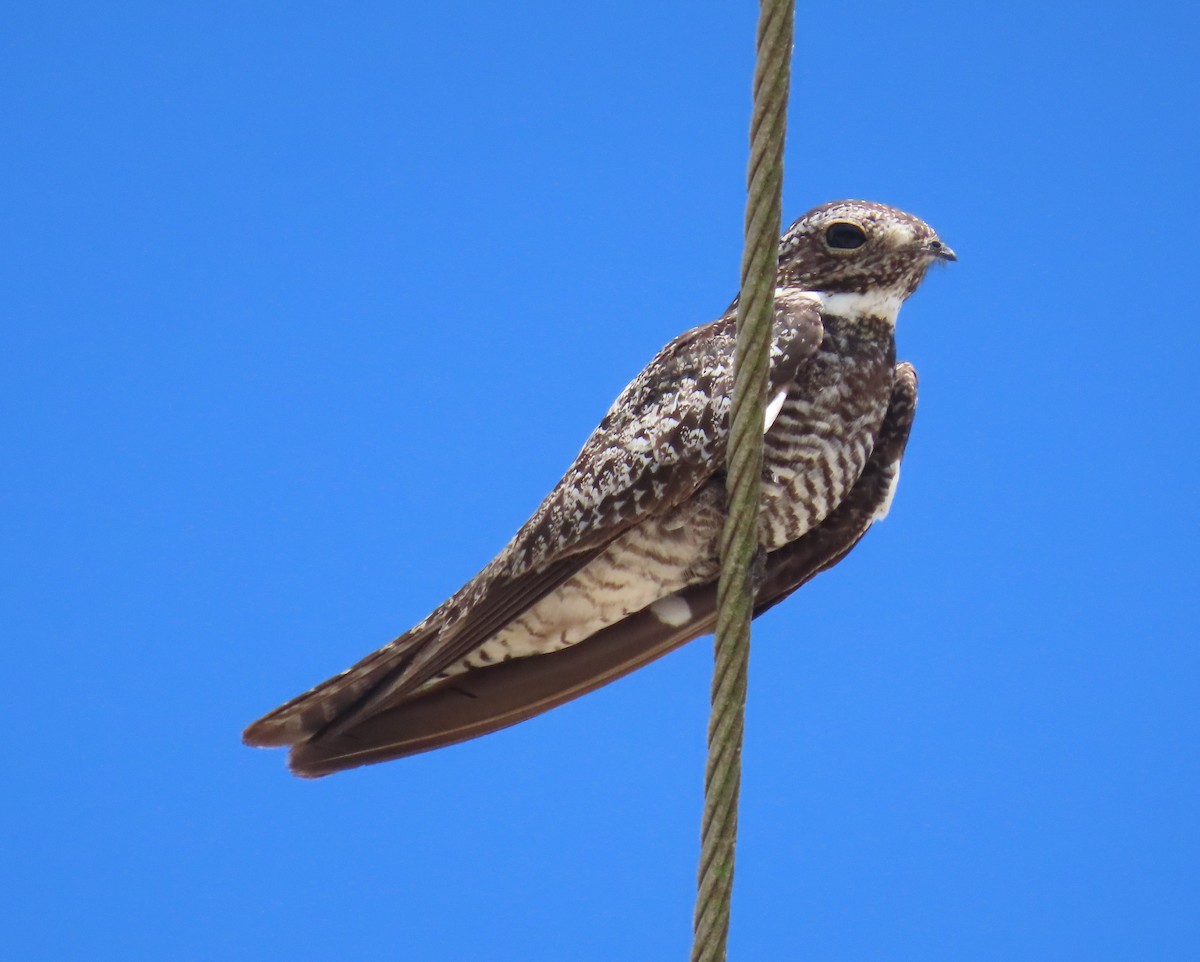 Common Nighthawk - ML591144881