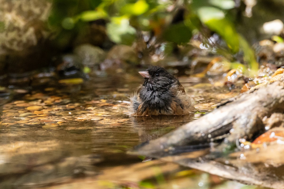 Dark-eyed Junco - ML591145031