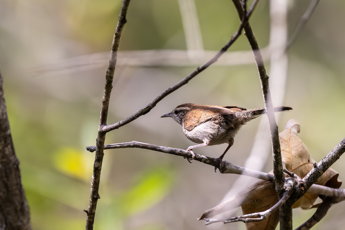 Bewick's Wren - ML591145231