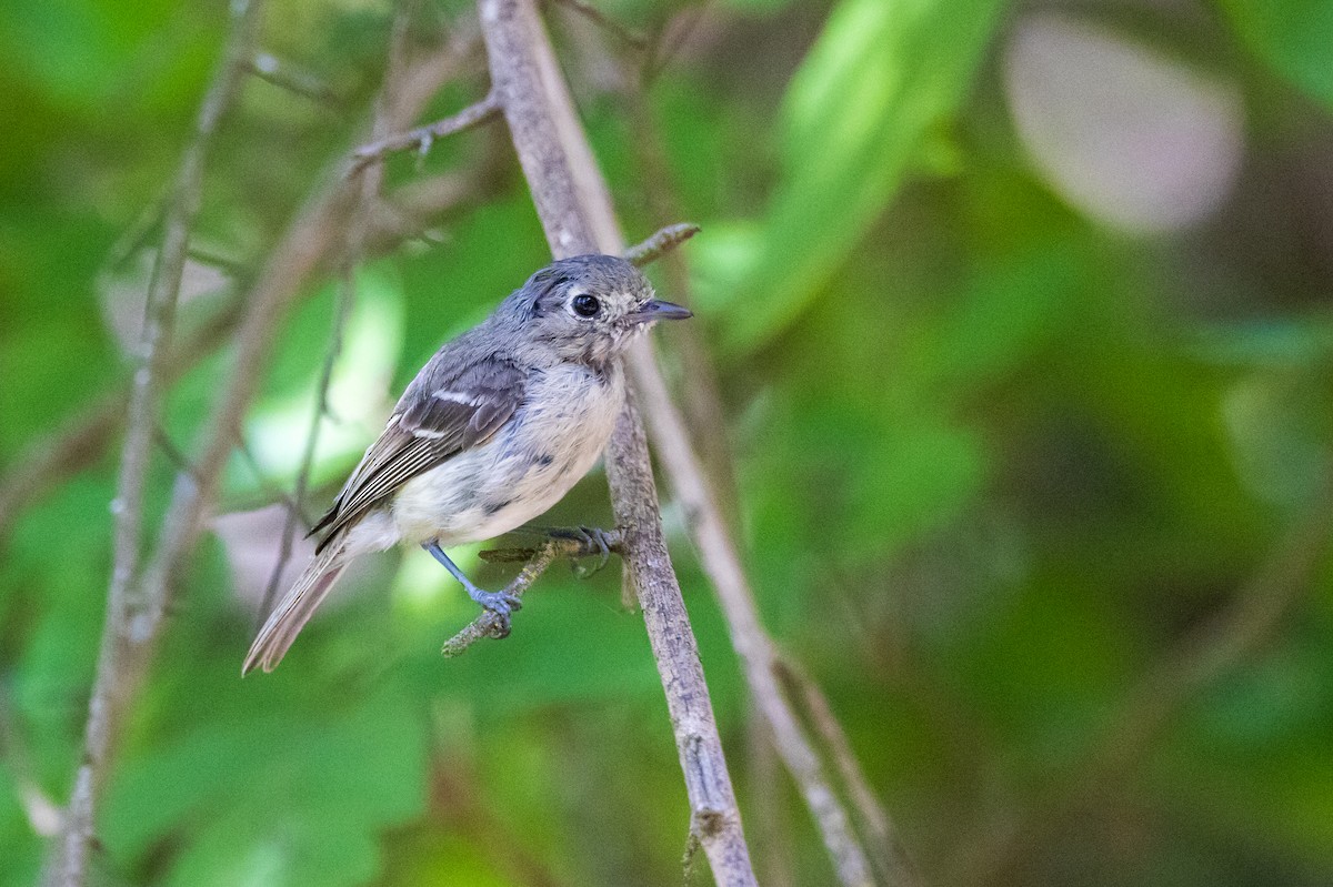 Hutton's Vireo - ML591145391