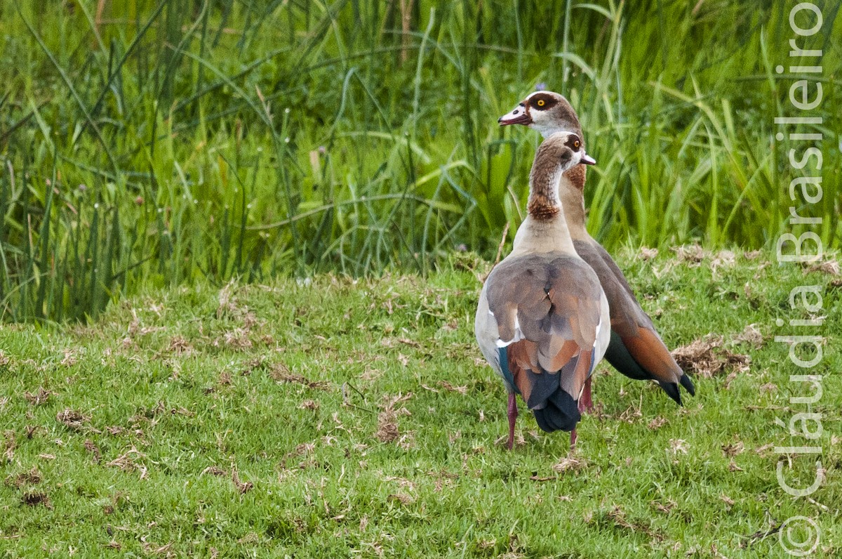 Egyptian Goose - Claudia Brasileiro