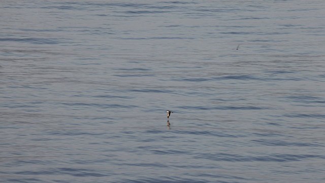 Bannerman's Shearwater - ML591148181