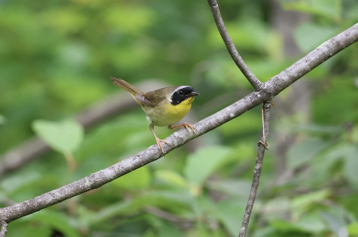 Common Yellowthroat - ML591148531