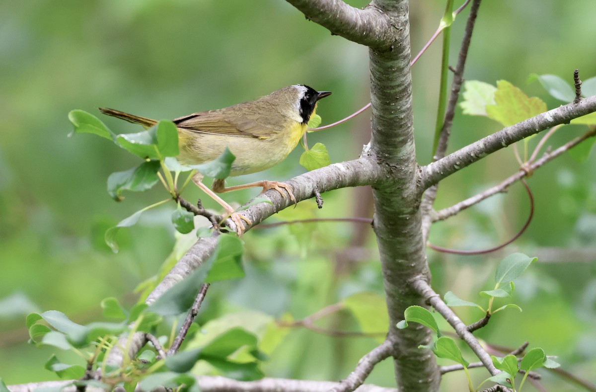 Common Yellowthroat - ML591148541