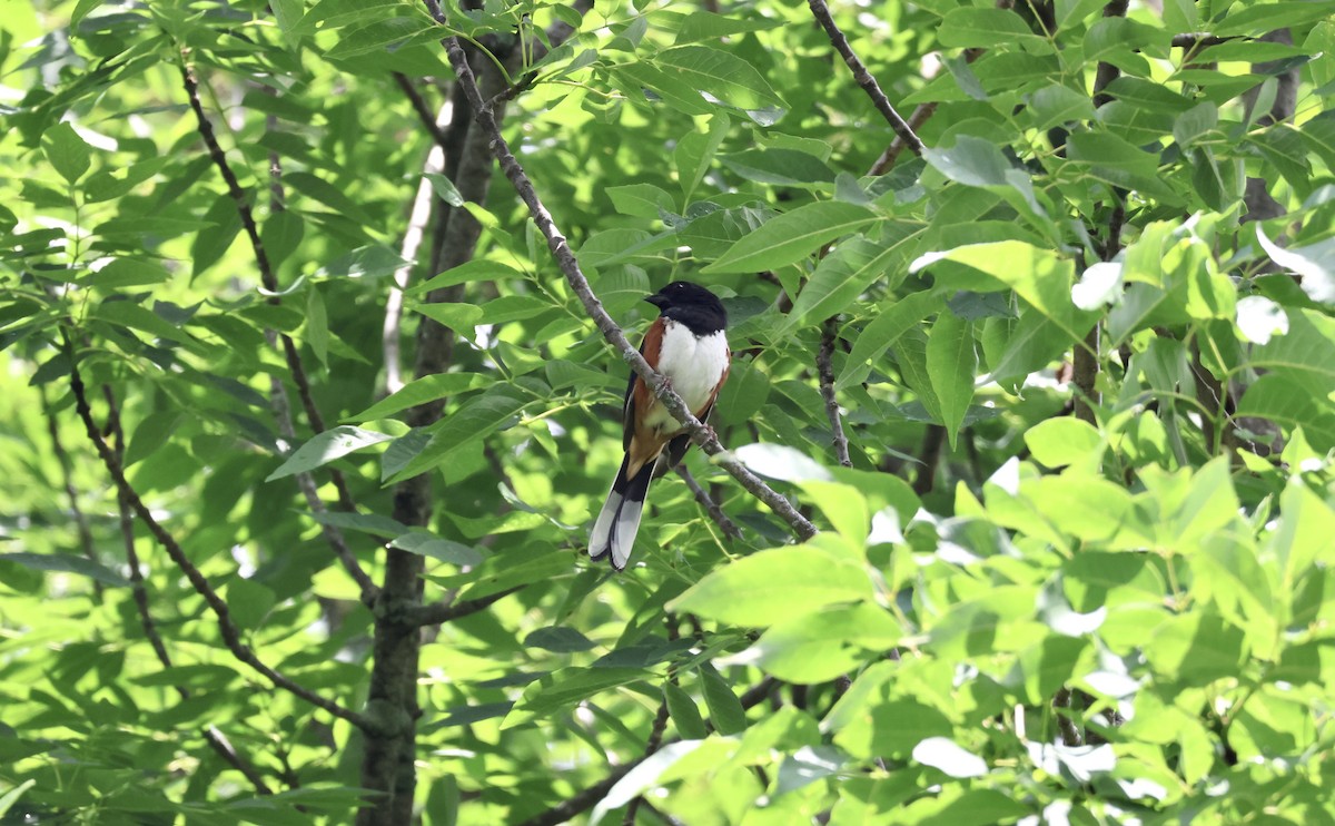 Eastern Towhee - ML591148641