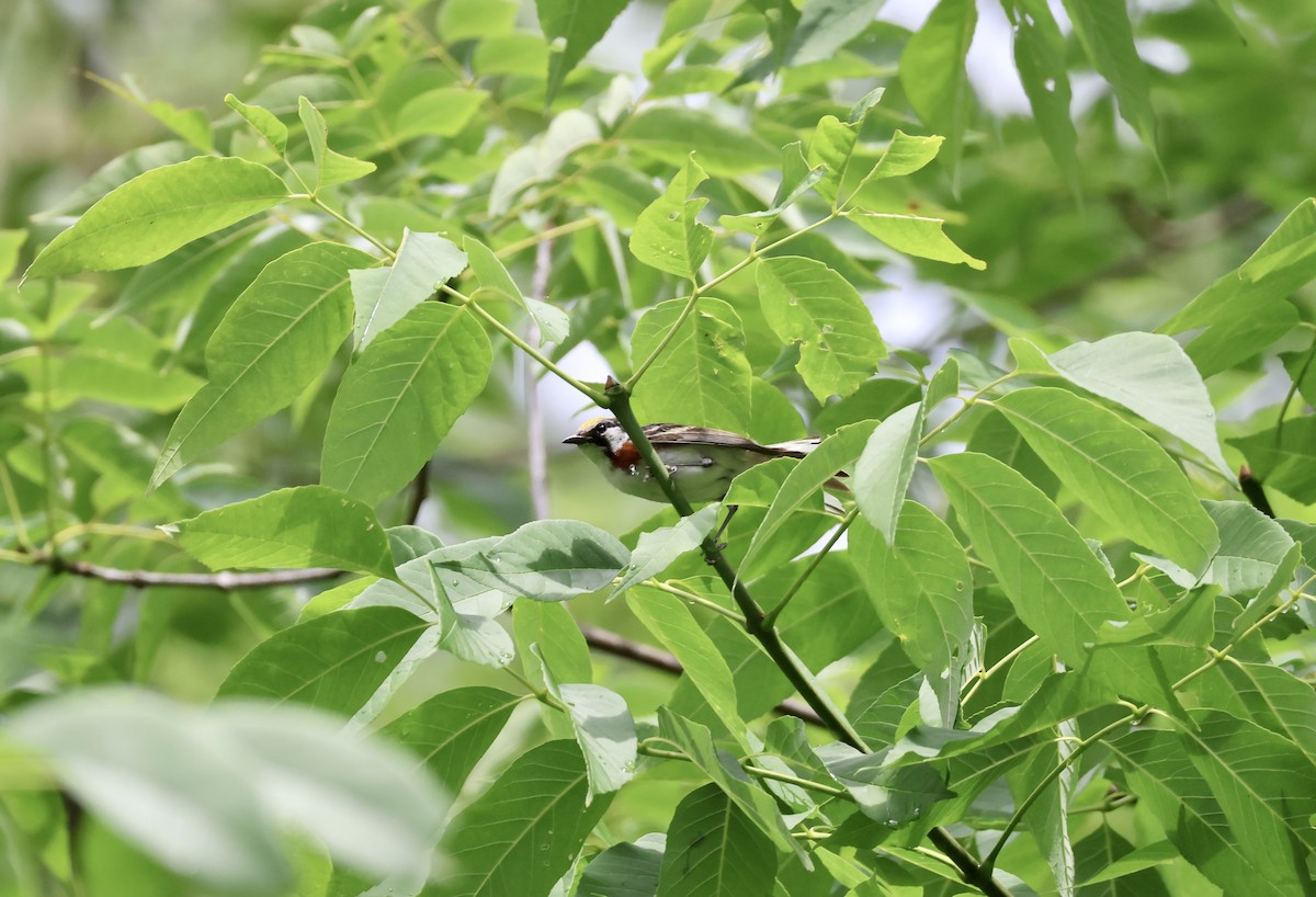 Chestnut-sided Warbler - ML591148701