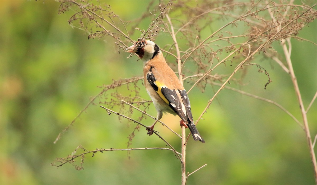 European Goldfinch - Tim Corbridge