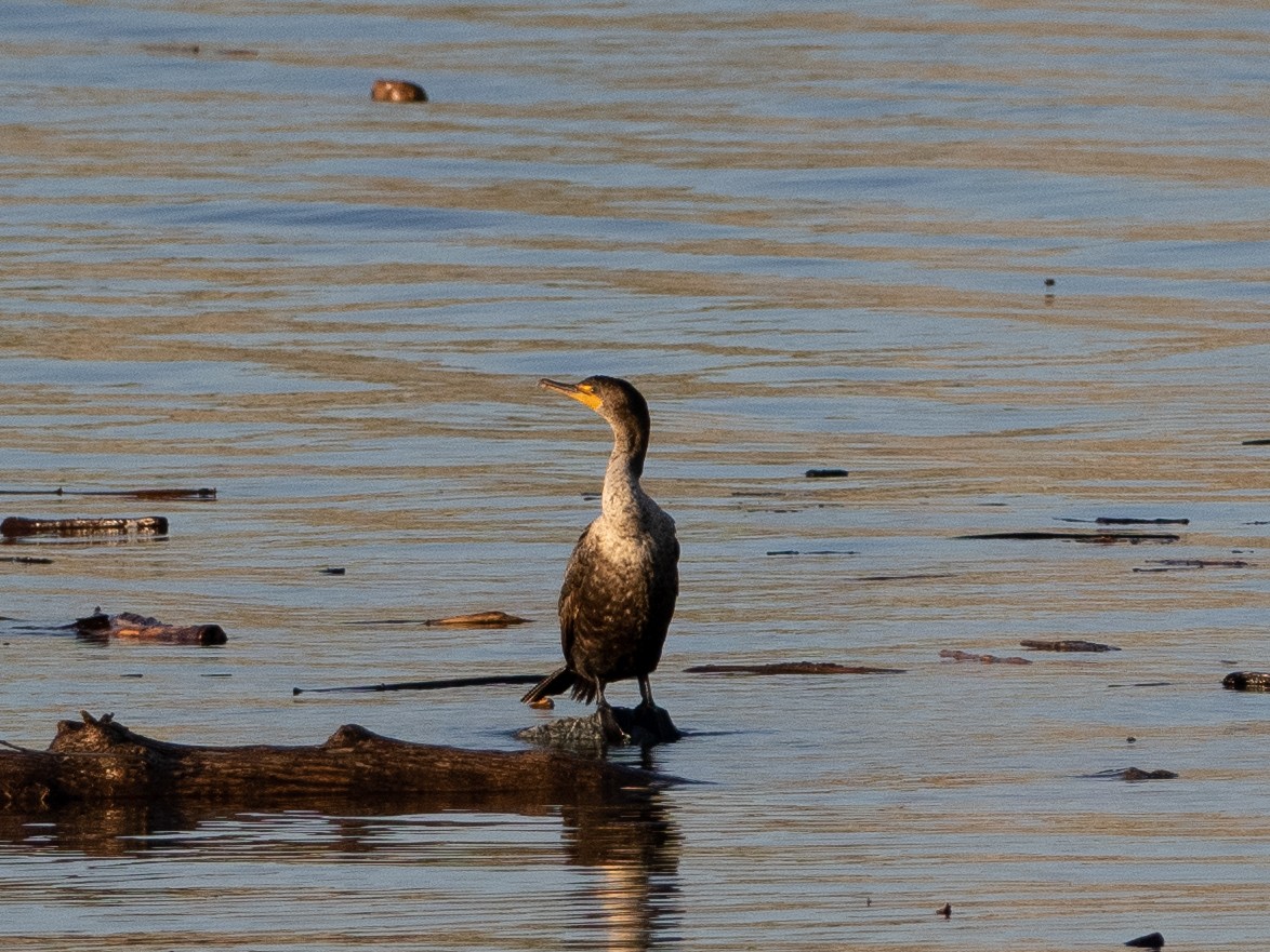 Double-crested Cormorant - ML591150401