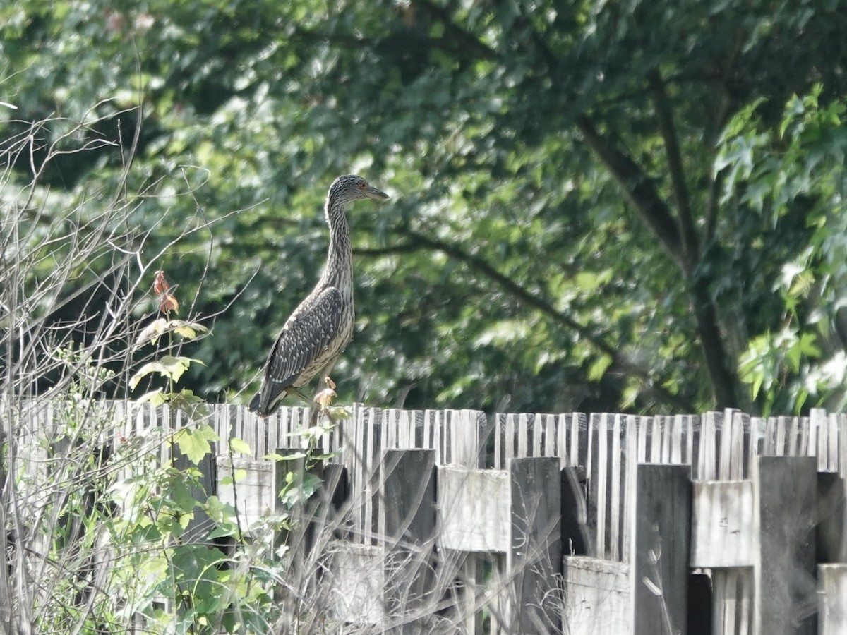 Yellow-crowned Night Heron - Charlie Spencer