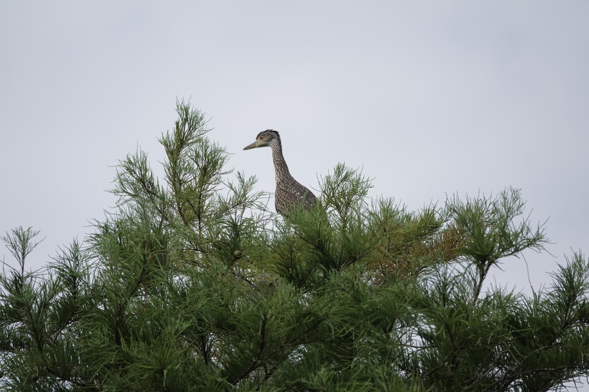 Yellow-crowned Night Heron - ML591150821