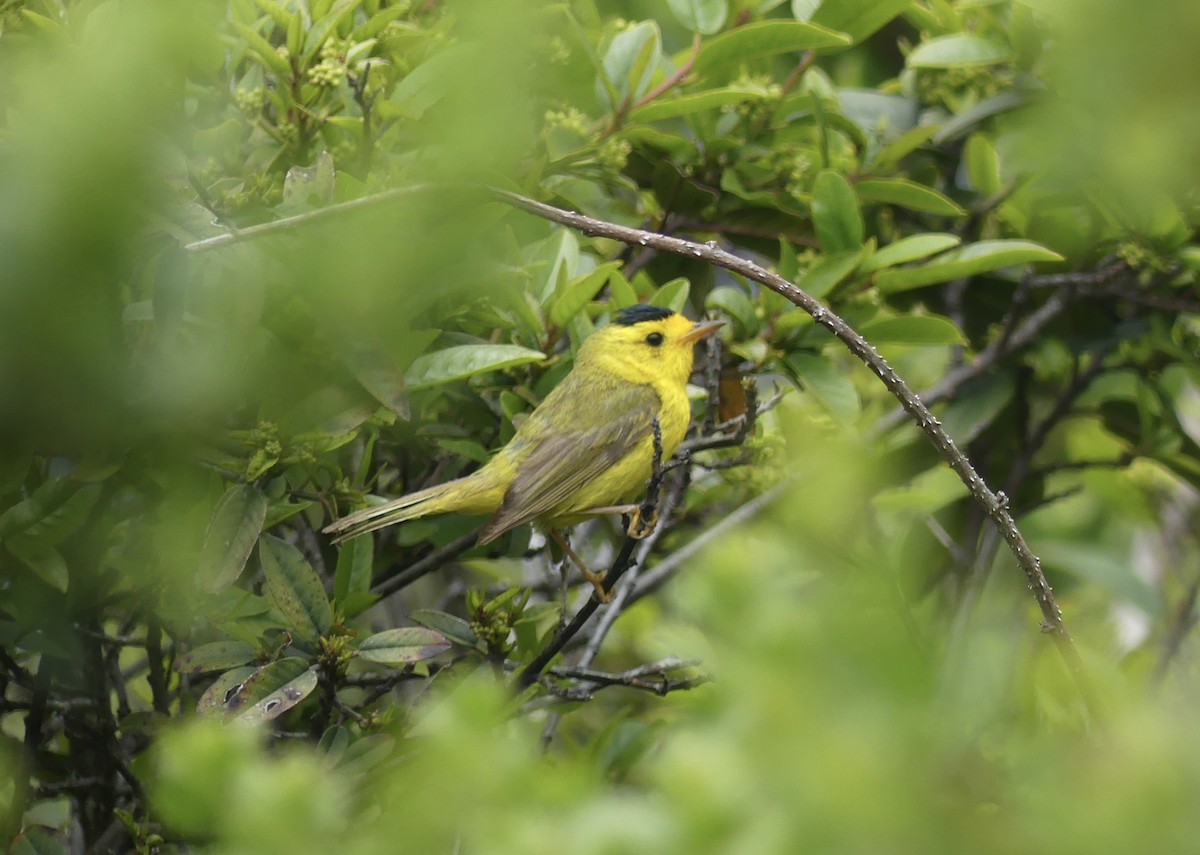 Wilson's Warbler - ML591153651