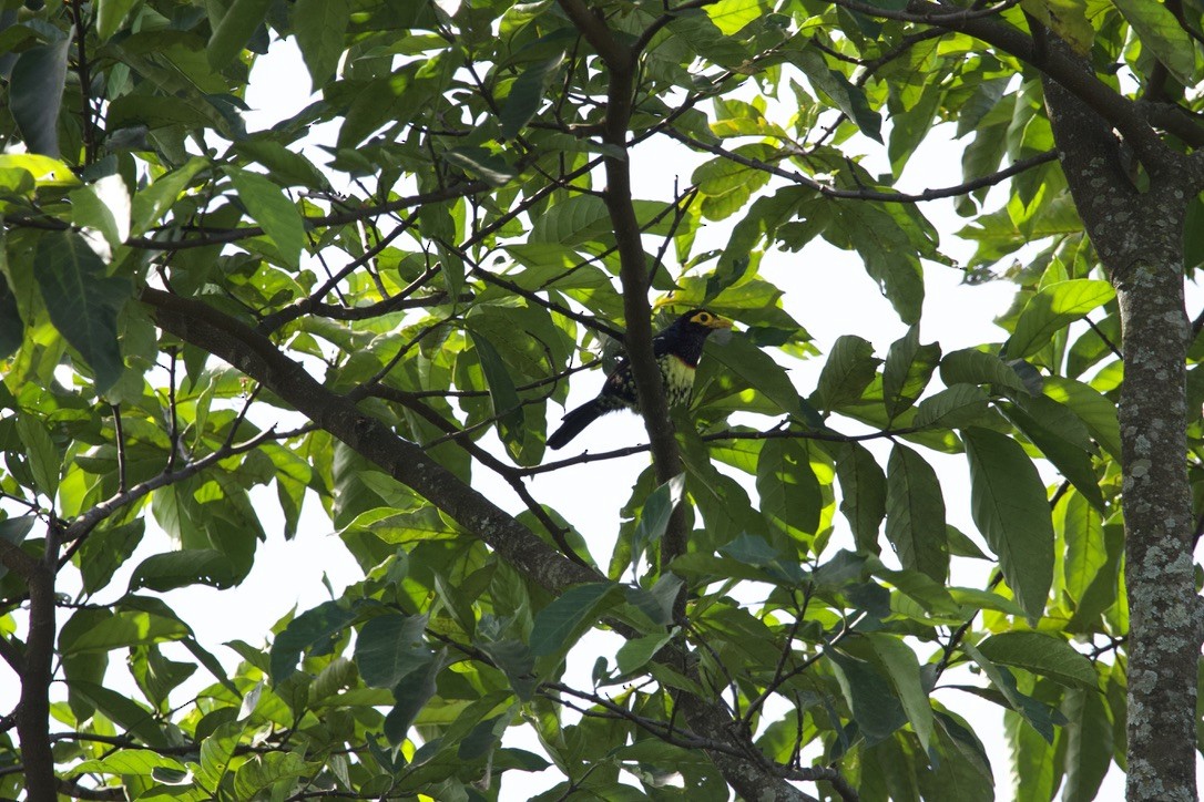 Yellow-billed Barbet - ML591154401