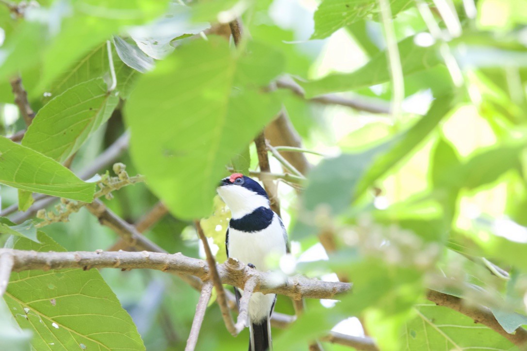 Brown-throated Wattle-eye - ML591154501