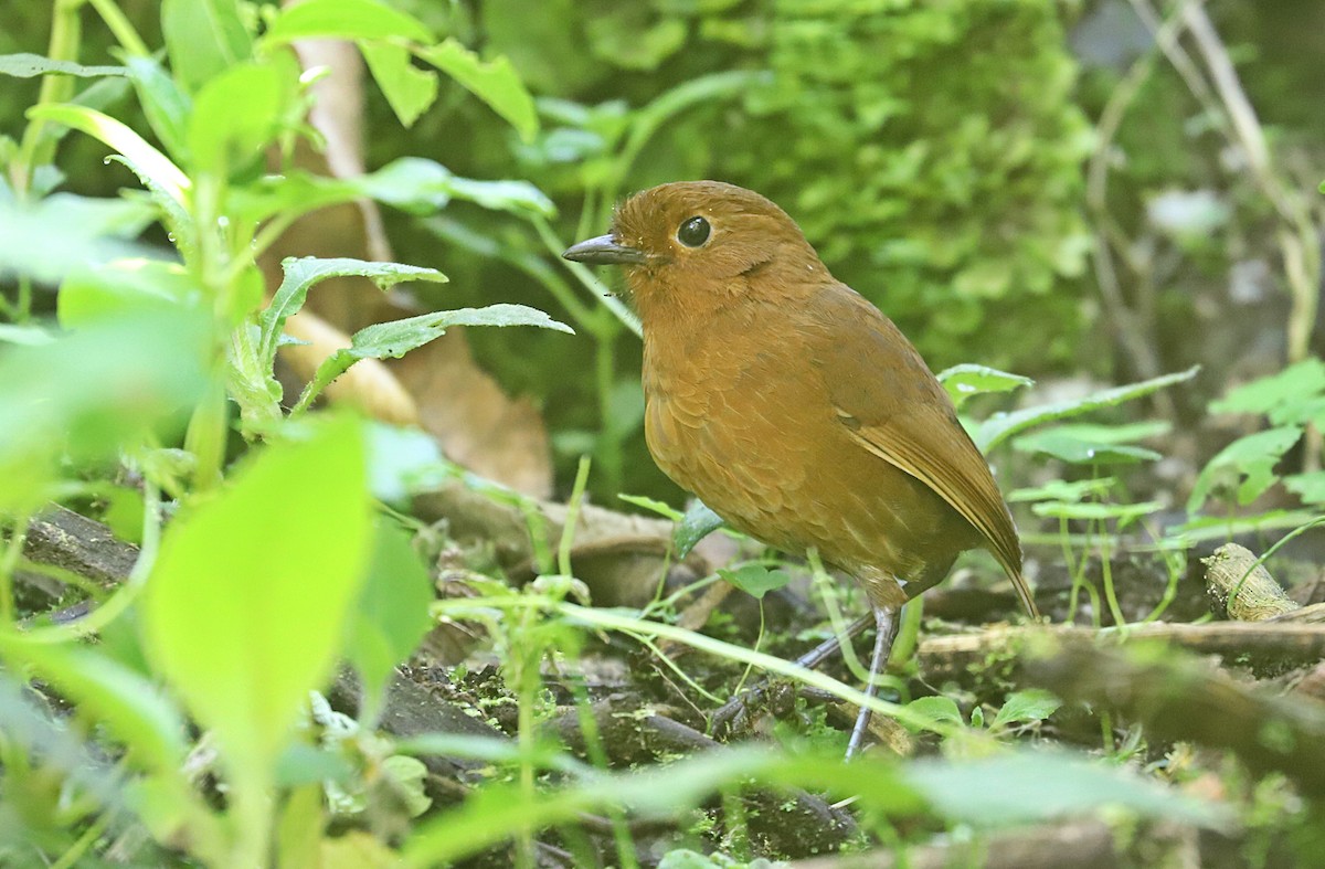 Oxapampa Antpitta - ML591154681