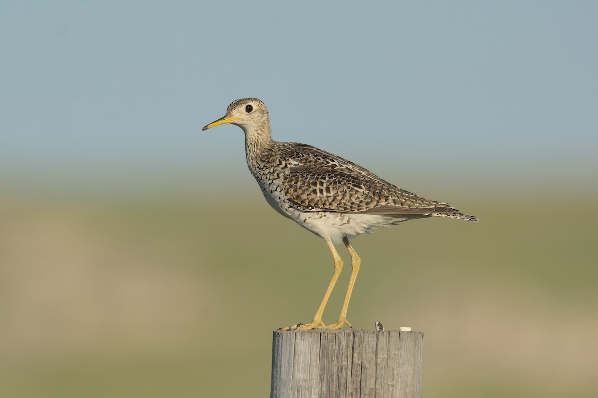 Upland Sandpiper - ML591154831