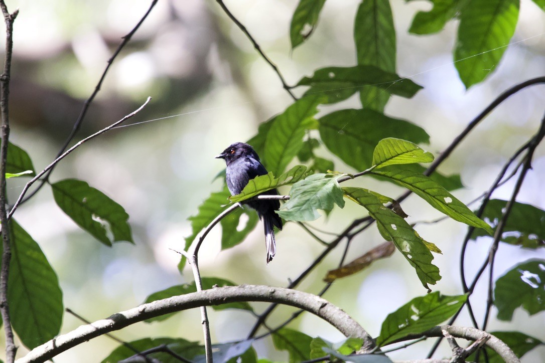 Sharpe's Drongo (Eastern) - ML591156521