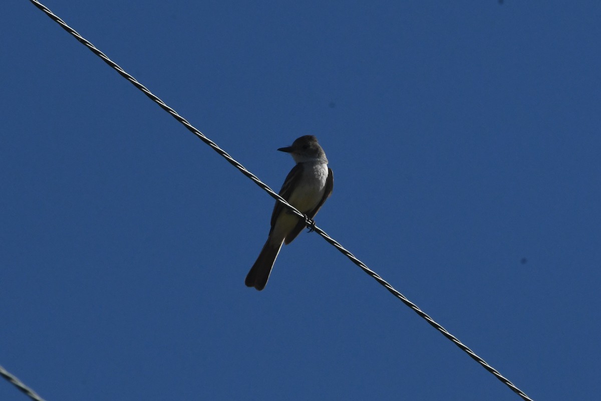 Ash-throated Flycatcher - Penguin Iceberg