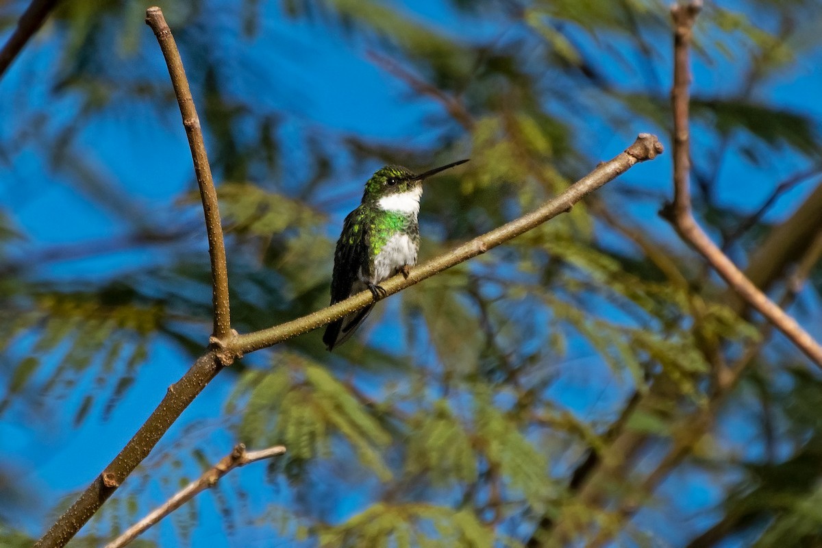Ak Boğazlı Kolibri - ML591157151