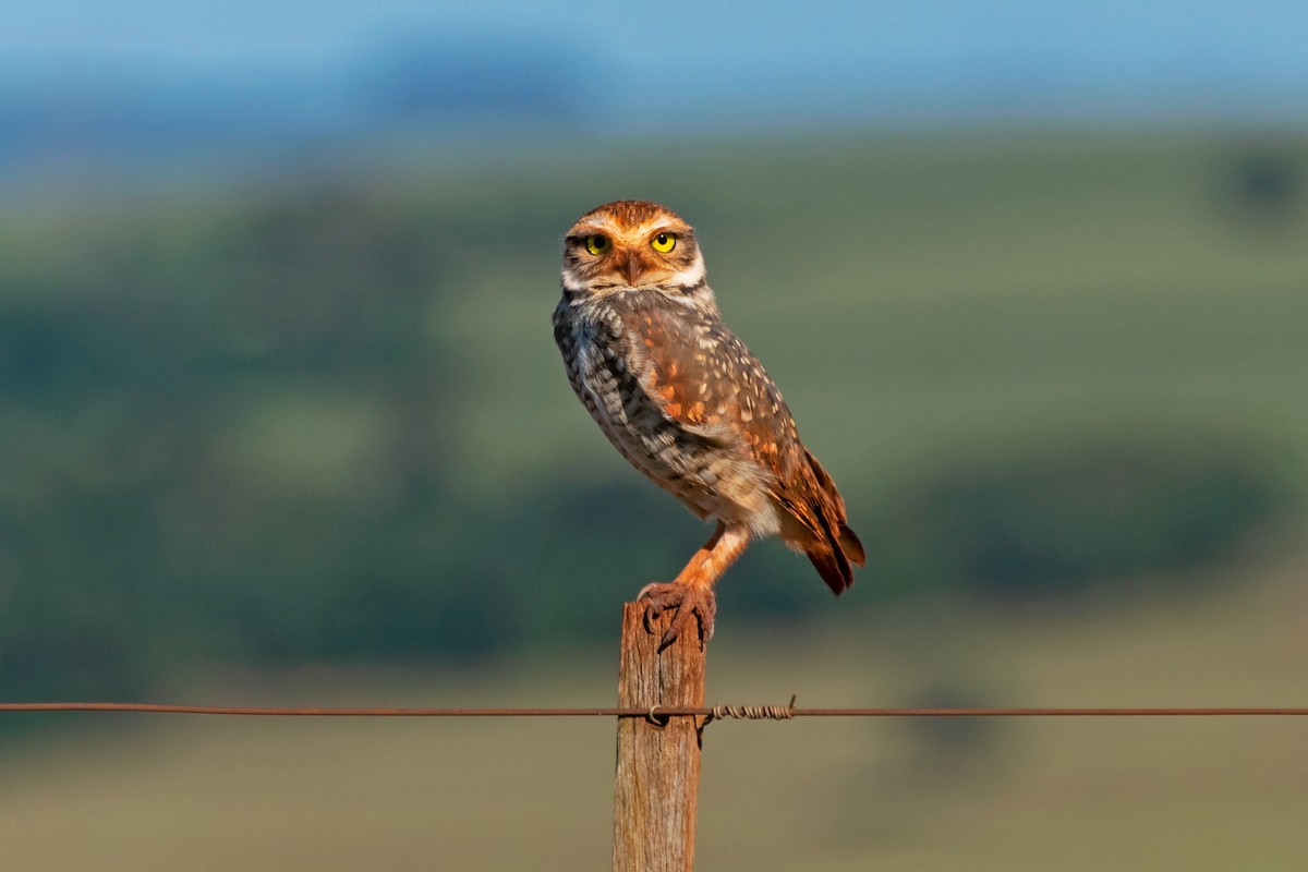 Burrowing Owl - ML591157241