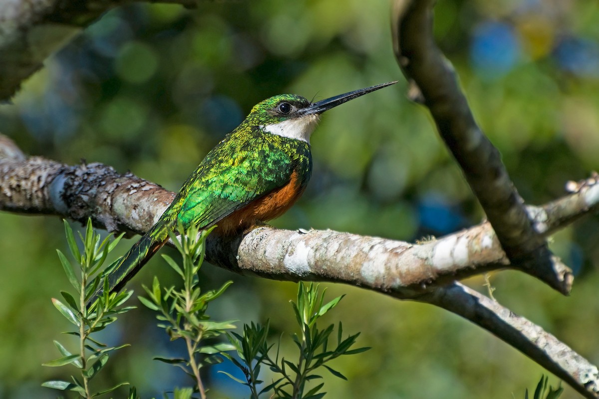 Rufous-tailed Jacamar - ML591157321