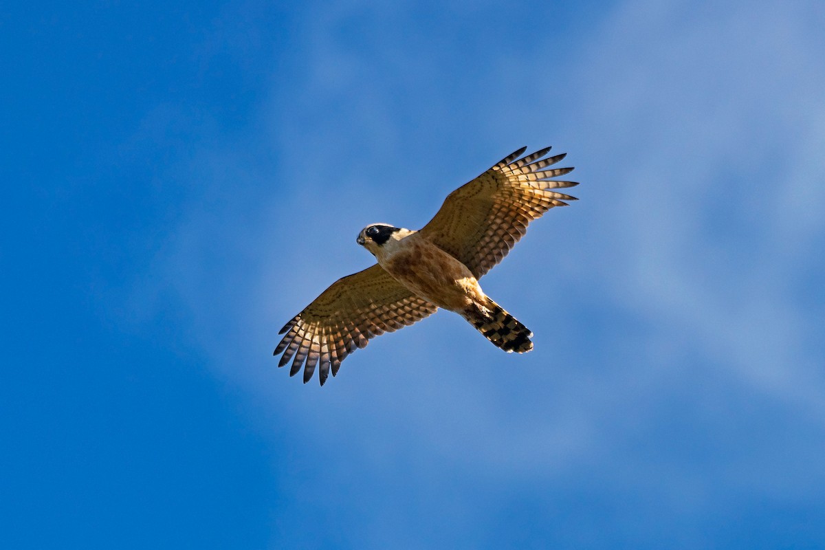 Laughing Falcon - ML591157381