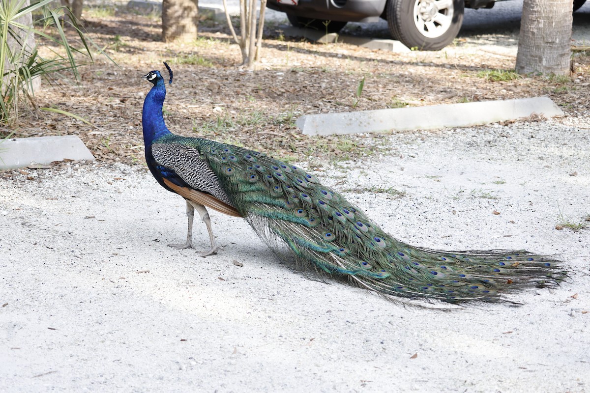 Indian Peafowl - ML591157611