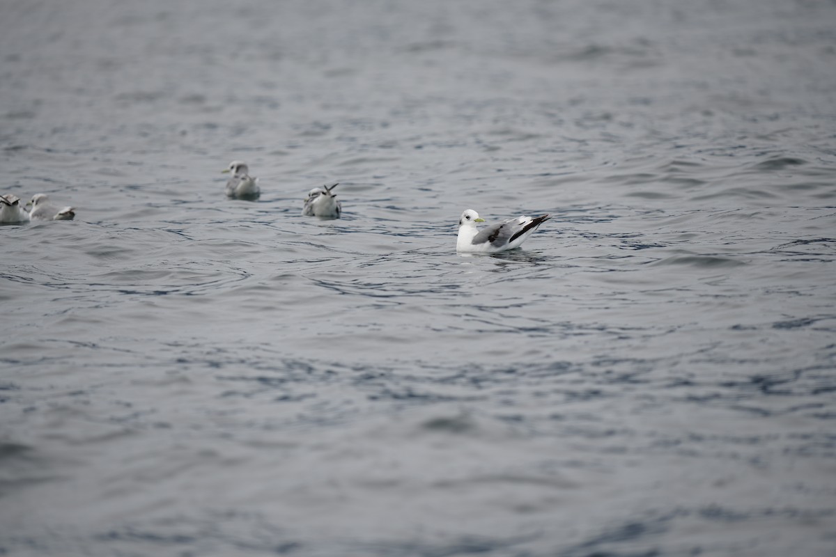 Black-legged Kittiwake - ML591157791