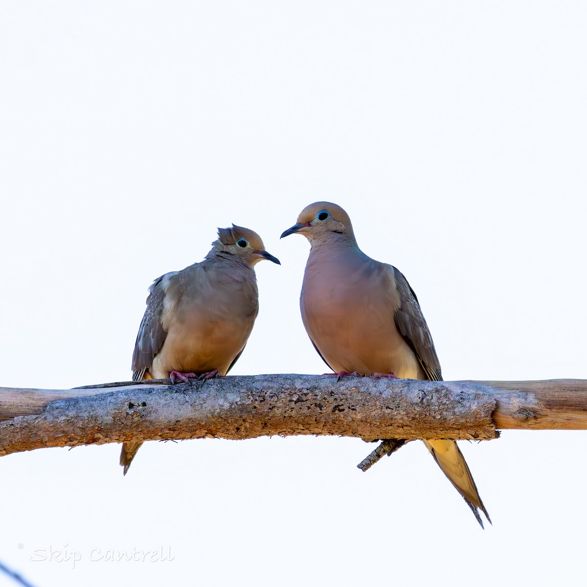 Mourning Dove - Skip Cantrell