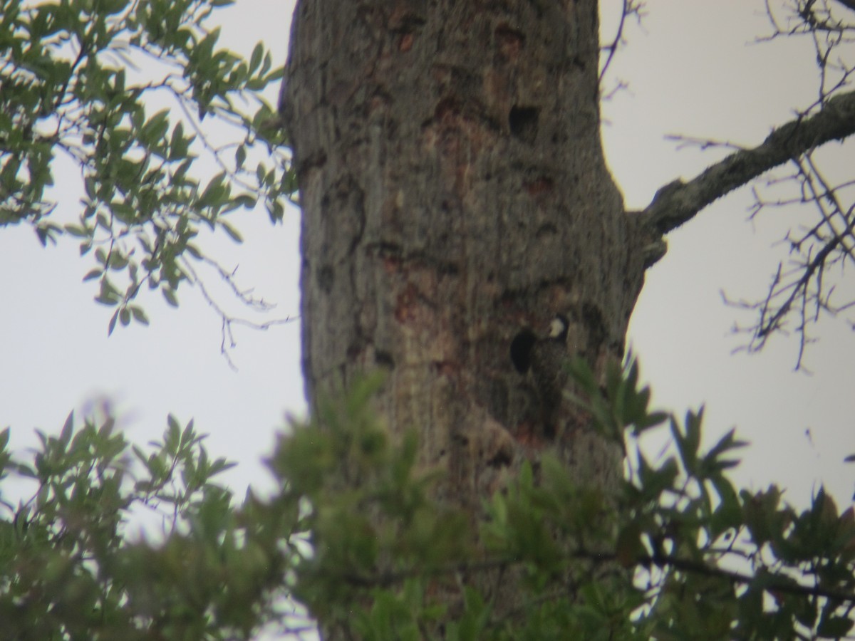 Red-cockaded Woodpecker - Ed Conrad