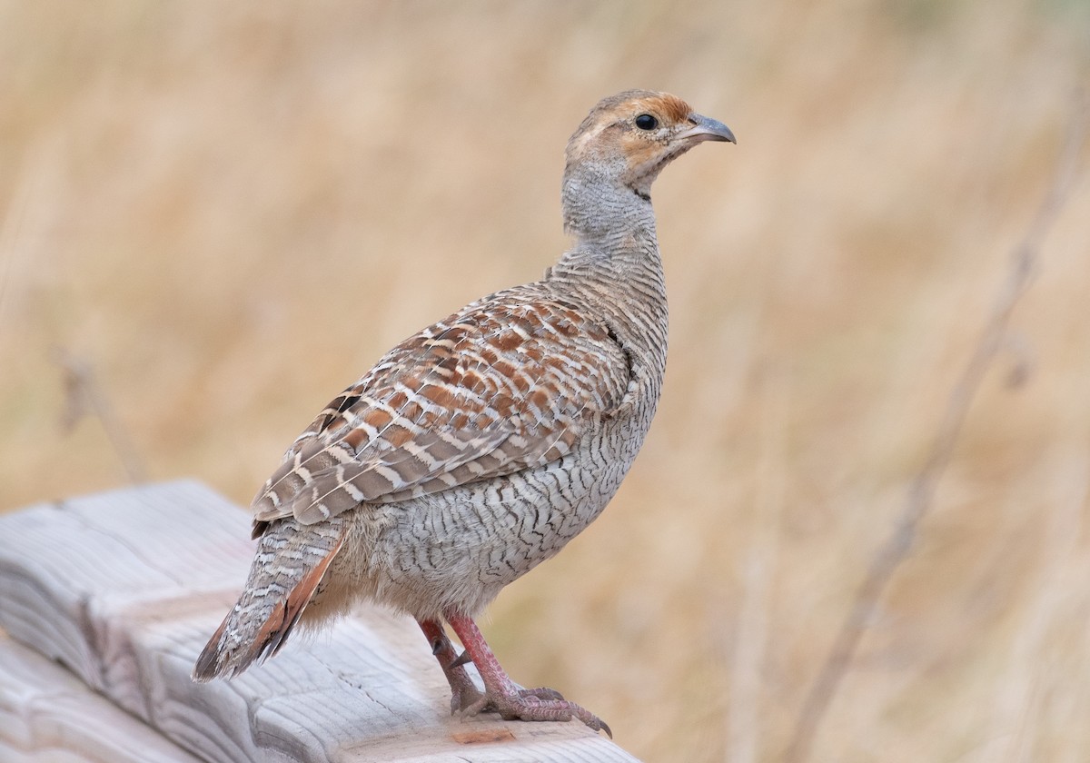 Gray Francolin - ML591158191