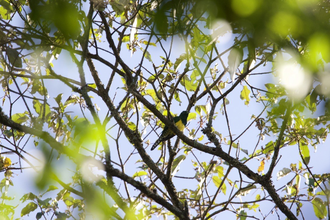 African Emerald Cuckoo - ML591158541