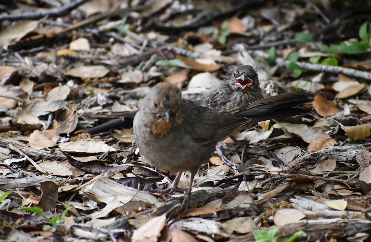 California Towhee - ML591160061